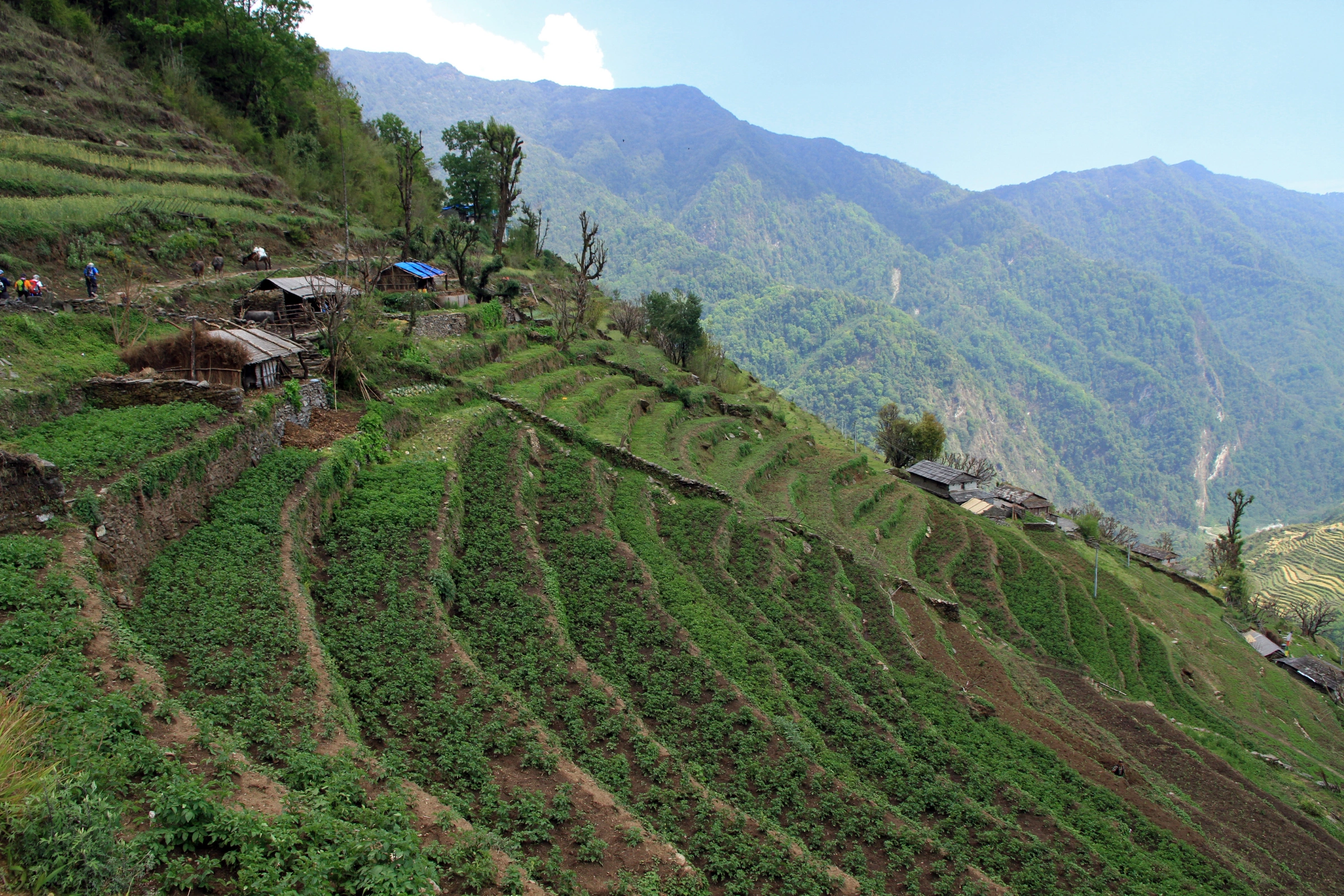Chhomrong[1].webp